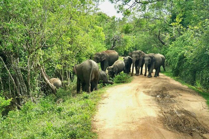 Explore Sri Lanka (self- arranged accommodation) - Kitulgala Rafting to Ella: Adrenaline Meets Walks