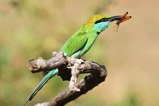Explore The Beauty Of Udawalawe National Park From South Coast During 01 Day - Price and what you actually pay: value check for a $90 tour