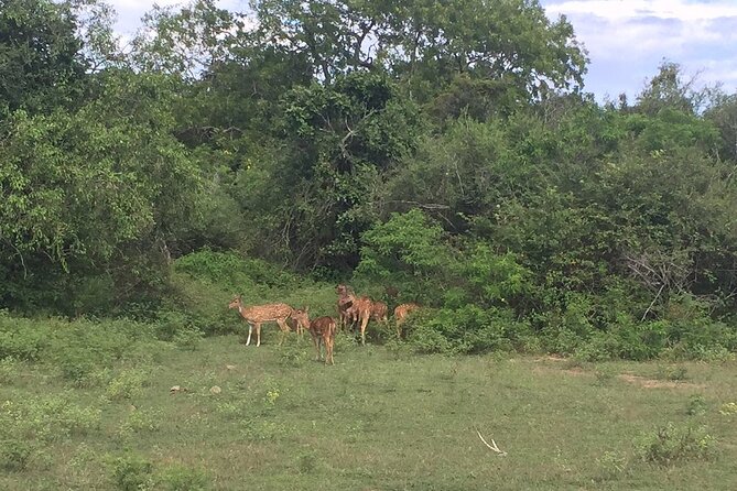 Explore The Beauty Of Udawalawe National Park From South Coast During 01 Day - Beyond elephants: spotting the other Udawalawe residents