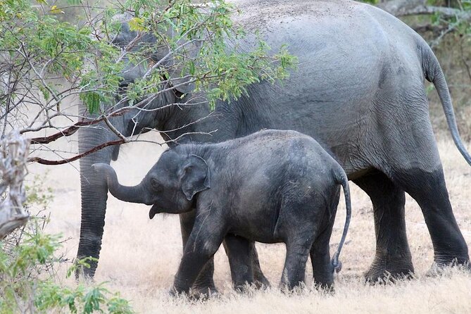 Explore The Beauty Of Udawalawe National Park From South Coast During 01 Day - Timing and comfort: what the 8 to 10 hour day feels like