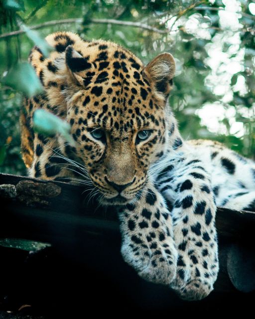 Explore the MAGIC of Sri Lanka in 7days -4 Star hotels Incl. - Day 4: Tea country intro with gardens, Ambuluwawa views, and Ramboda