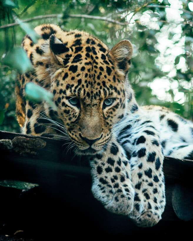 Explore the MAGIC of Sri Lanka in 7days -4 Star hotels Incl. - Day 6: Yala safari energy, Rawana Falls, then an Ella train ride