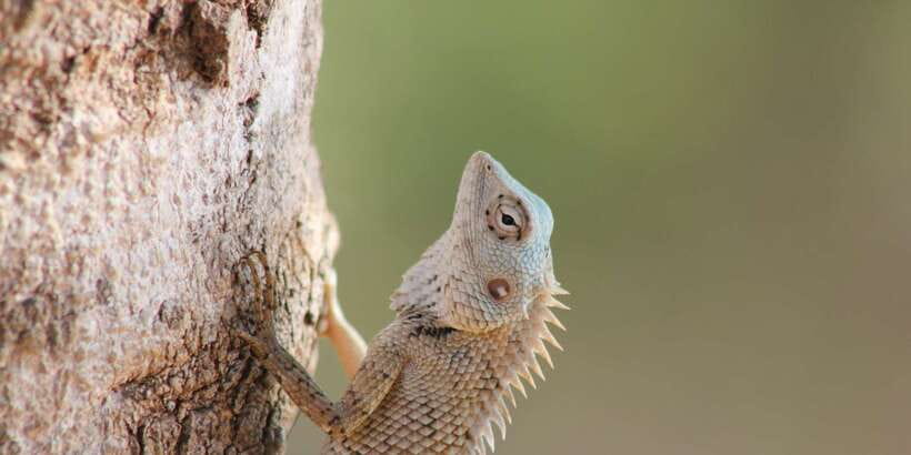 From: Ahungalla/Ambalangoda/Kosgoda/Balapitiya - YALA Safari - What to pack so the day feels easier