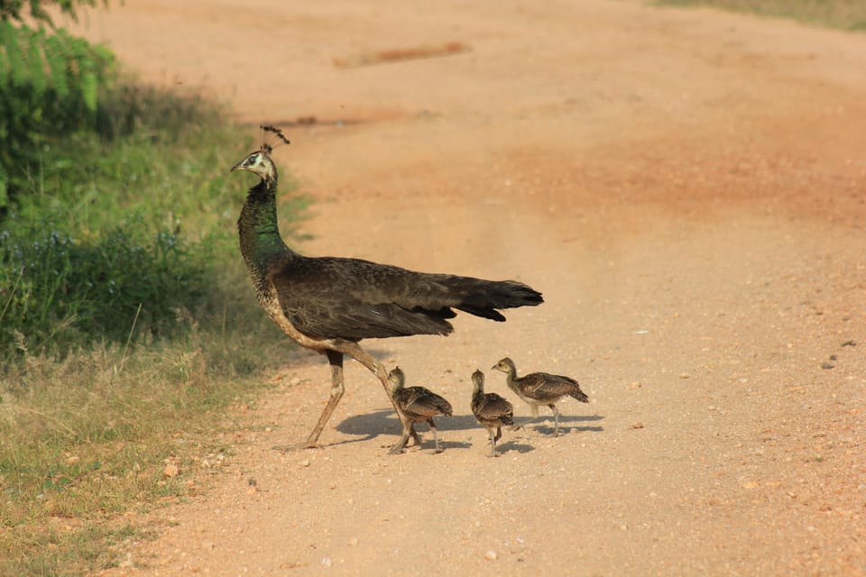 From: Ahungalla/Ambalangoda/Kosgoda/Balapitiya - YALA Safari - What wildlife you can realistically expect (and what to keep flexible)