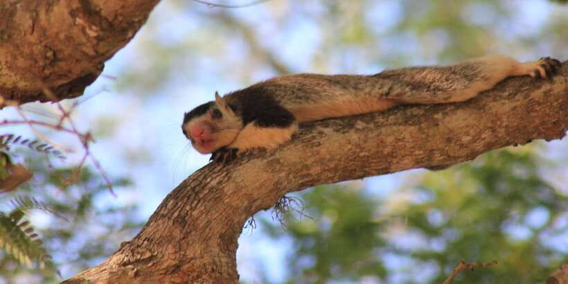 From: Ahungalla/Ambalangoda/Kosgoda/Balapitiya - YALA Safari - Who this safari fits best (and who should skip it)