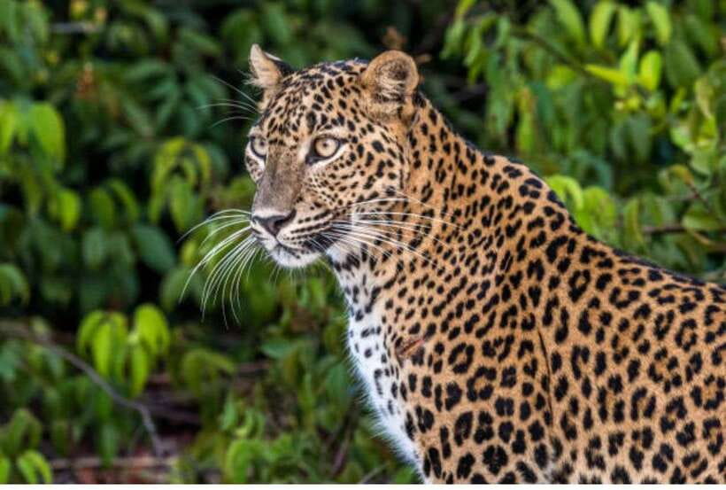 From Anuradhapura: All Inclusive Full Day Safari at Wilpattu - The 10–12 hour game drive: what you can realistically see