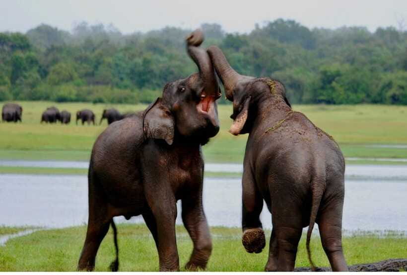 From Anuradhapura: All Inclusive Full Day Safari at Wilpattu - Customized safari jeeps and the guide’s job (and limitations)