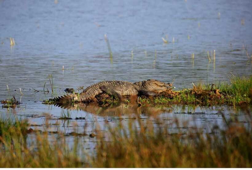 From Anuradhapura: All Inclusive Full Day Safari at Wilpattu - Who this Wilpattu safari suits best