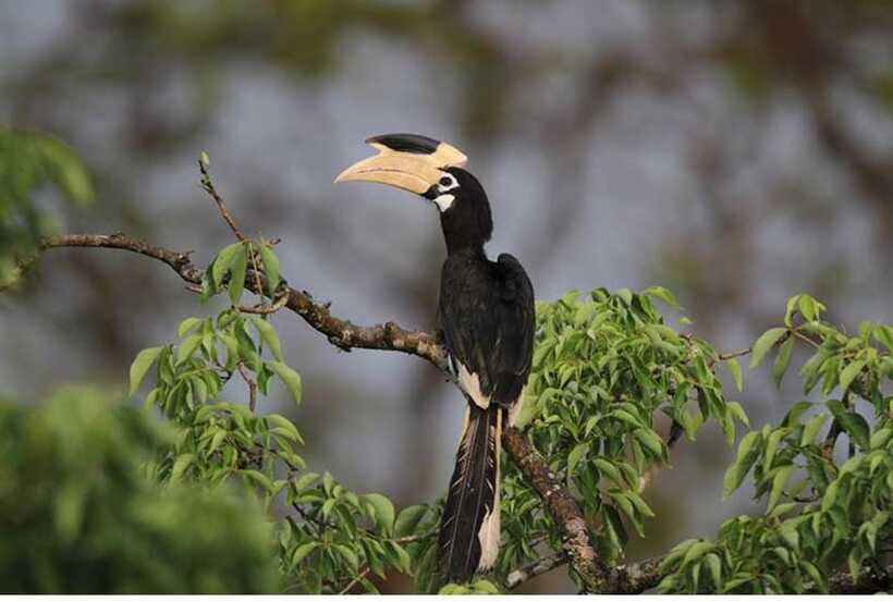 From Anuradhapura: All Inclusive Full Day Safari at Wilpattu - Should you book this full-day Wilpattu safari from Anuradhapura?