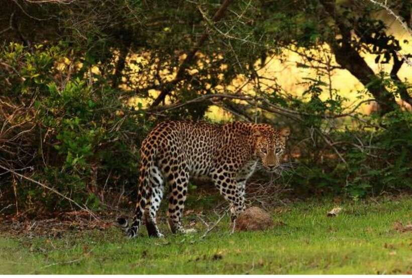 From Anuradhapura: All Inclusive Full Day Safari at Wilpattu - FAQ