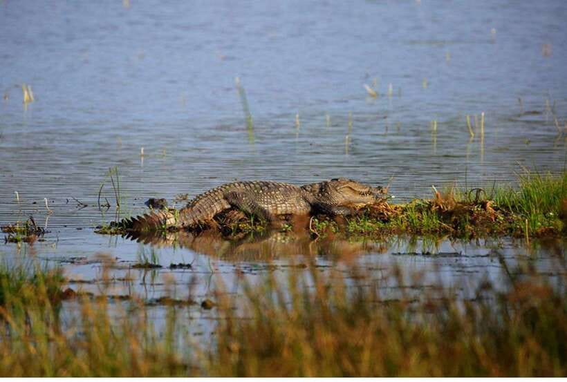 From Anuradhapura: All Inclusive Full Day Safari at Wilpattu - Wilpattu National Park and the Willus lakes: what you’re really paying for