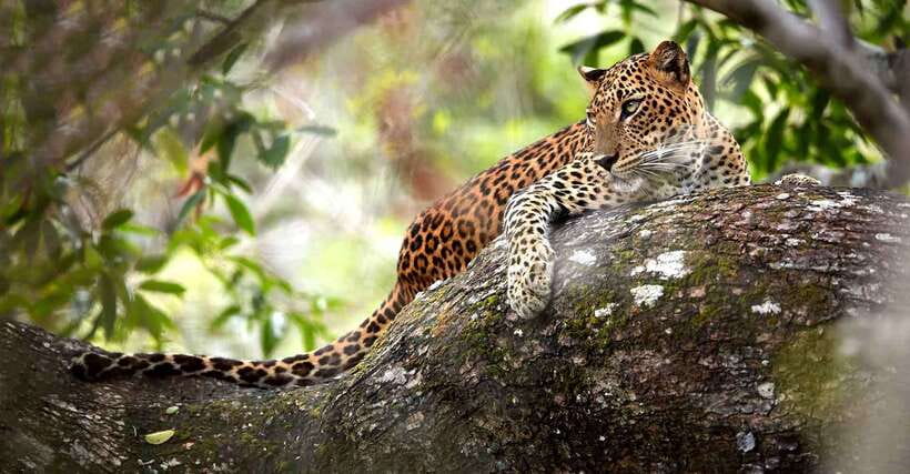 From Anuradhapura: Wilpattu National Park Half-Day Safari - Should you book the Wilpattu half-day safari from Anuradhapura?