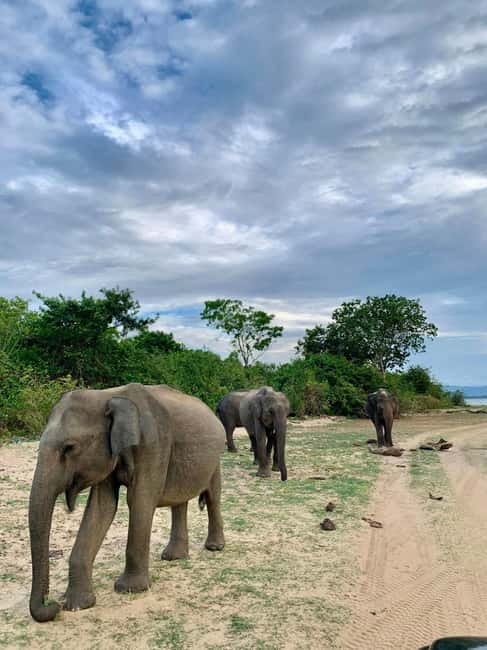 From Anuradhapura: Wilpattu National park Safari - Key highlights worth your attention