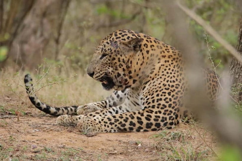 From Anuradhapura: Wilpattu National park Safari - Who should book this Wilpattu safari, and who should skip it