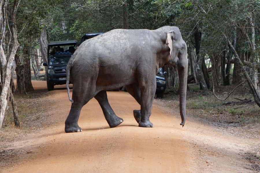 From Anuradhapura:Wilpattu Full-Day Wildlife Safari. - Key Things That Make This Safari Worth Your Time