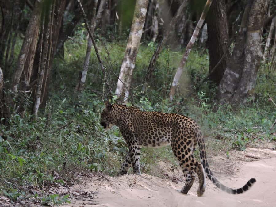 From Anuradhapura:Wilpattu Full-Day Wildlife Safari. - The Main Event: Game Drive Inside Wilpattu National Park