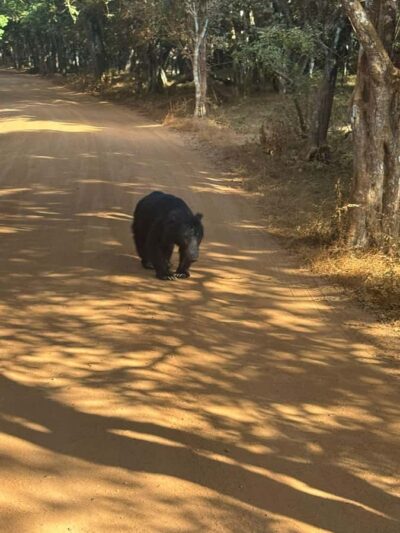 From Anuradhapura:Wilpattu Full-Day Wildlife Safari. - Getting Started Early: Pickup Timing and Jeep Comfort