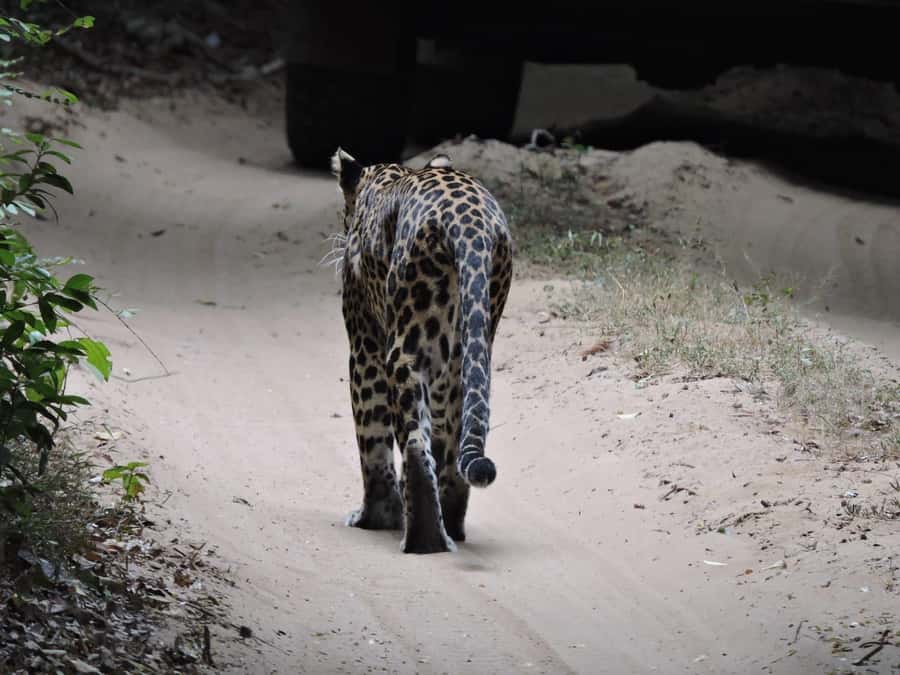 From Anuradhapura:Wilpattu Full-Day Wildlife Safari. - Picnic Breakfast and Lunch: Fuel Without Wasting Safari Hours
