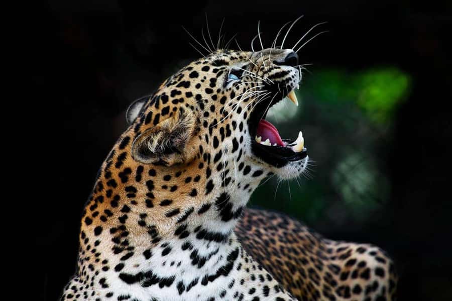 From Anuradhapura:Wilpattu Full-Day Wildlife Safari. - Included Extras That Actually Matter on Safari Days