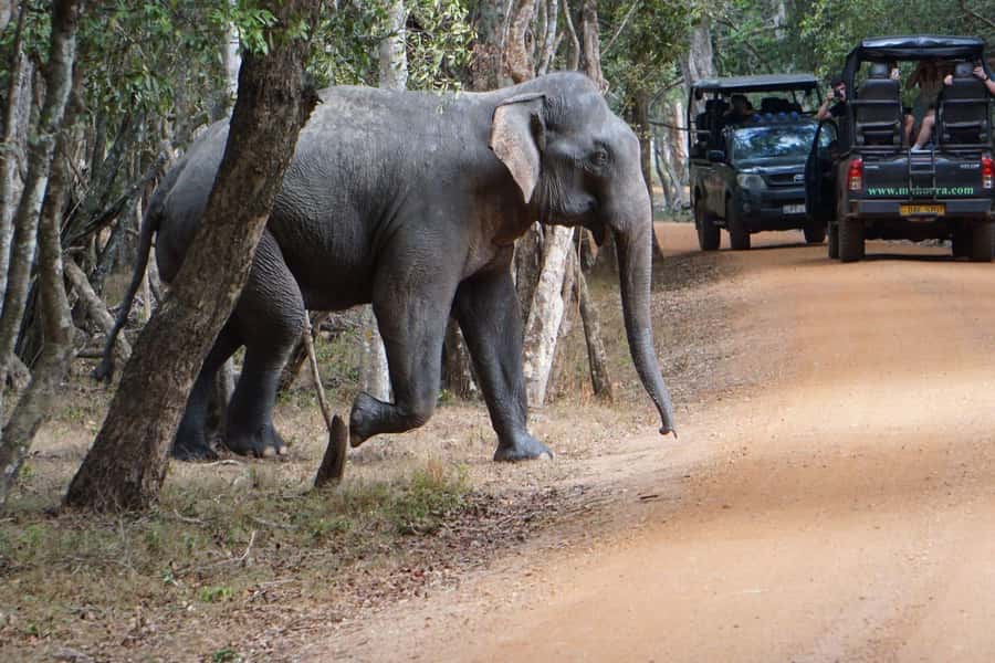 From Anuradhapura:Wilpattu Full-Day Wildlife Safari. - What to Bring (And What to Skip)