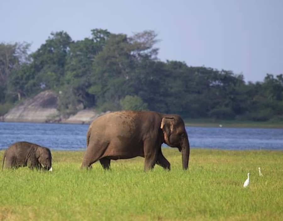 From Anuradhapura:Wilpattu Full-Day Wildlife Safari. - A Note on Guides and Spotting Success