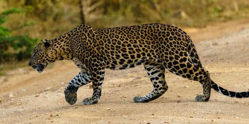 From Arugambay : Yala National Park Safari & Dropoff in Ella - Getting From Arugambay To Yala In A/C Comfort