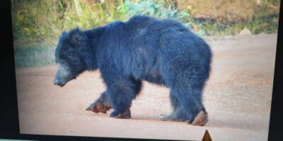From Arugambay : Yala National Park Safari & Dropoff in Ella - Inside Yala National Park: The 4-Hour Safari Plan