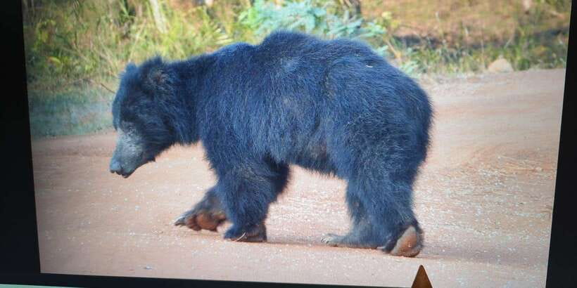 From Arugambay : Yala National Park Safari & Dropoff in Ella - Inside Yala National Park: The 4-Hour Safari Plan