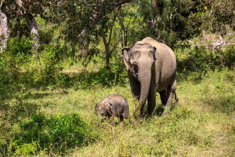 From Bentota: Elephant Transit Camp and Udawalawe Safari - What to bring (so the day feels easy)
