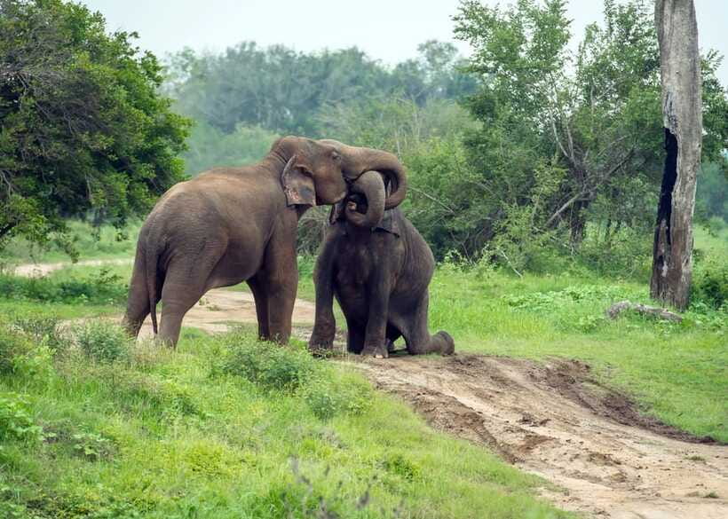 From Bentota: Elephant Transit Camp and Udawalawe Safari - Bentota to Udawalawe: how the timing shapes your day