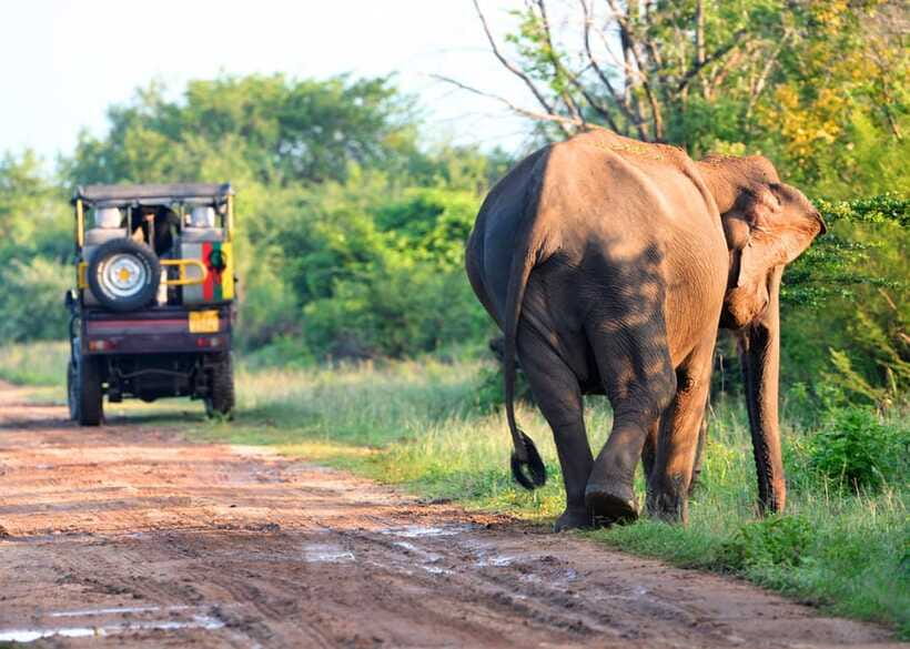 From Bentota: Elephant Transit Camp and Udawalawe Safari - Price and value: what you’re paying for