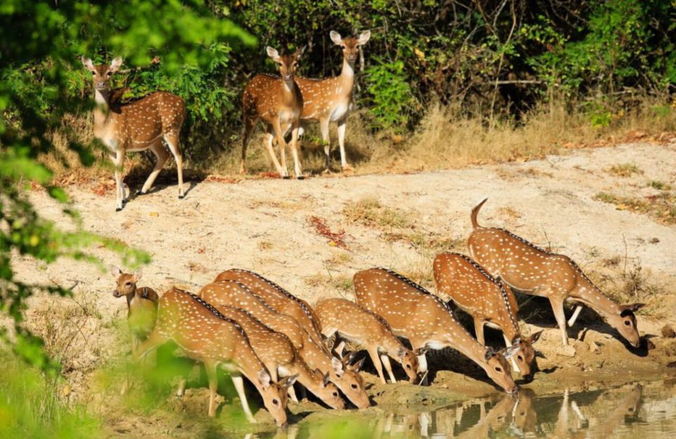 From Bentota: Full-Day Yala National Park Safari Tour - Who this tour suits best (and who should pass)