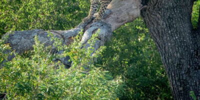 From Bentota: Full-Day Yala National Park Safari Tour - The drive and park entry: what you should expect at the entrance