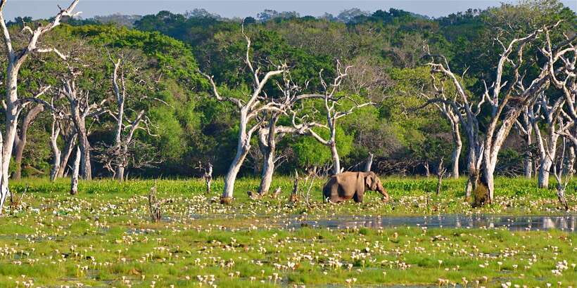 From Bentota: Full-Day Yala National Park Safari Tour - Wildlife you’re aiming for at Yala (and what your chances really depend on)