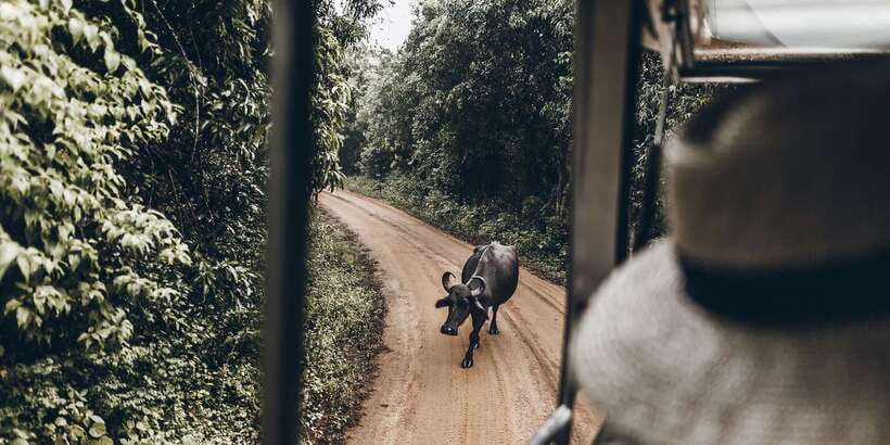 From Bentota: Full-Day Yala National Park Safari Tour - Lunch reality: what’s included, what’s not, and how to handle it
