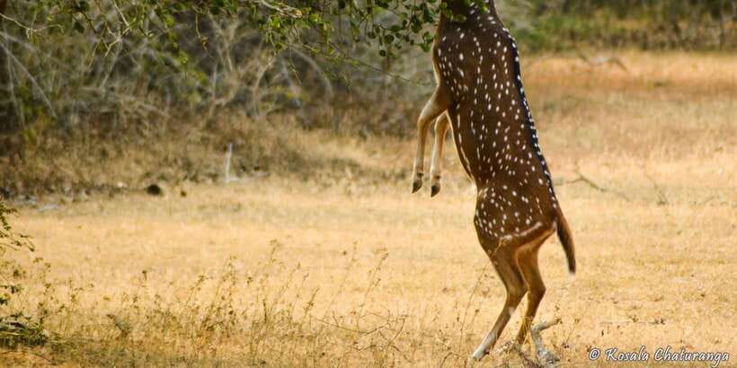 From Bentota: Full-Day Yala National Park Safari Tour - What to pack (and what not to bring)