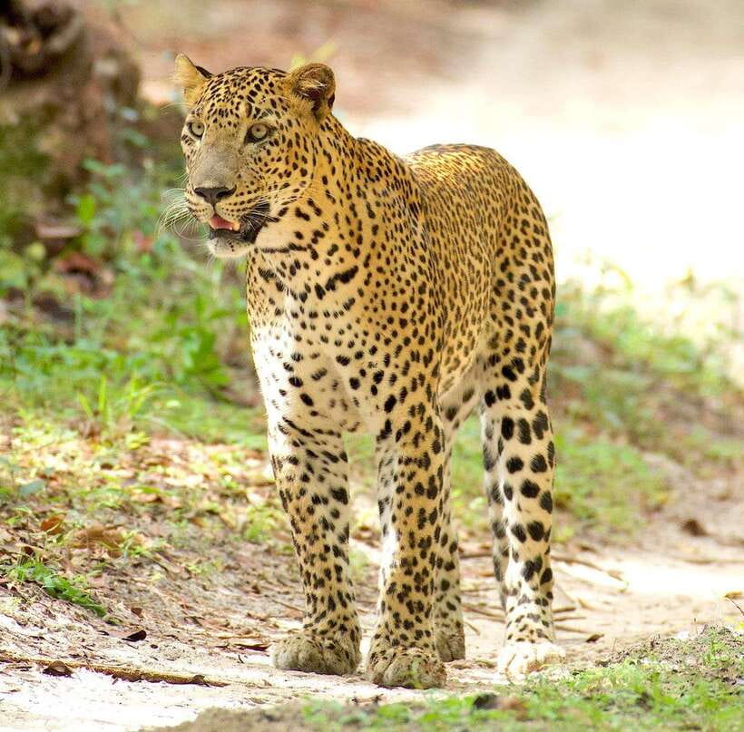 From Bentota - Yala National Park Full Day Safari Tour - The real reason Yala feels different: leopard chances on the clock