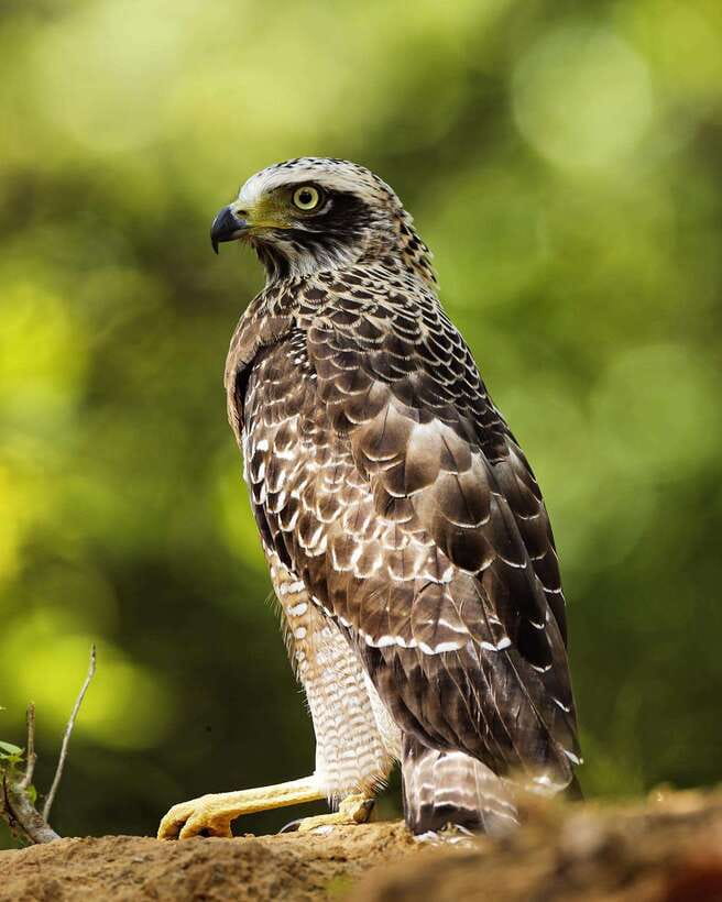 From Bentota - Yala National Park Full Day Safari Tour - How your guide improves your odds (and your photo chances)