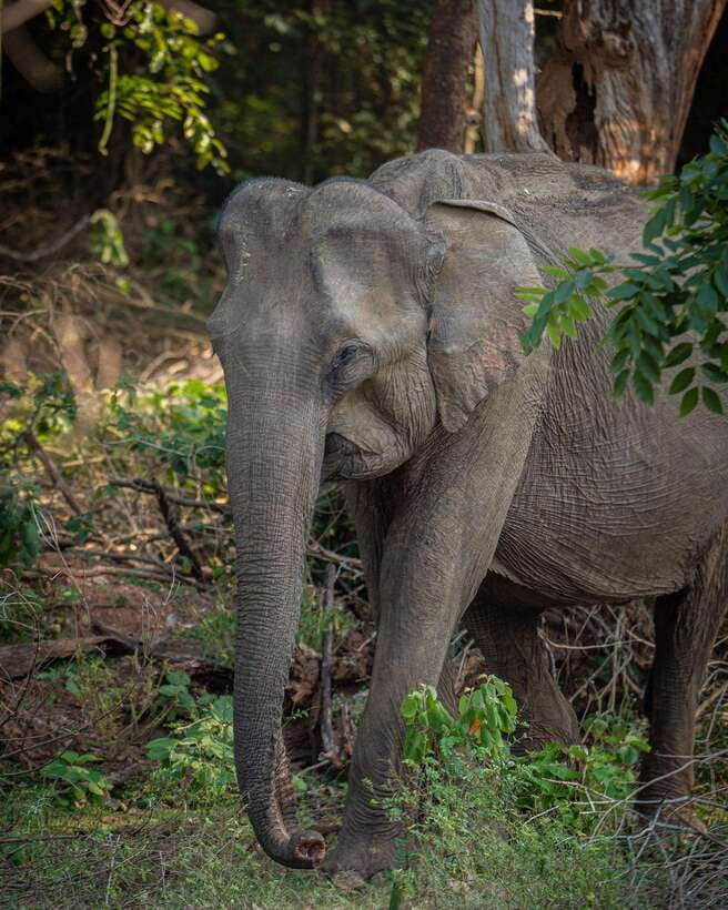 From Bentota - Yala National Park Full Day Safari Tour - Lunch and breaks: staying fed in a very basic setting