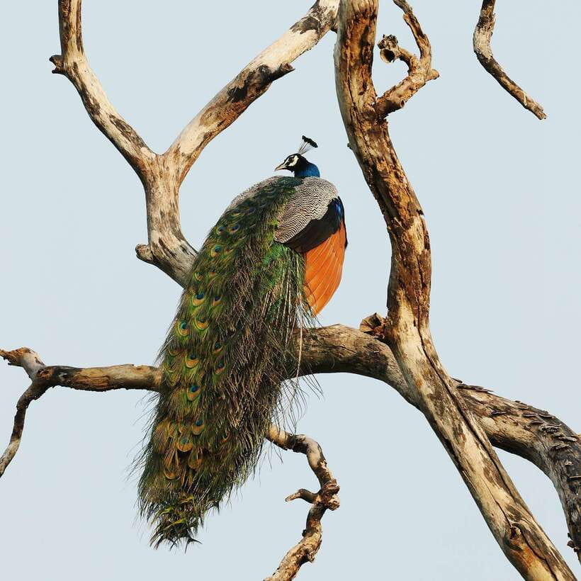 From Bentota - Yala National Park Full Day Safari Tour - Price and logistics: what you’re paying for with the entry-ticket add-on