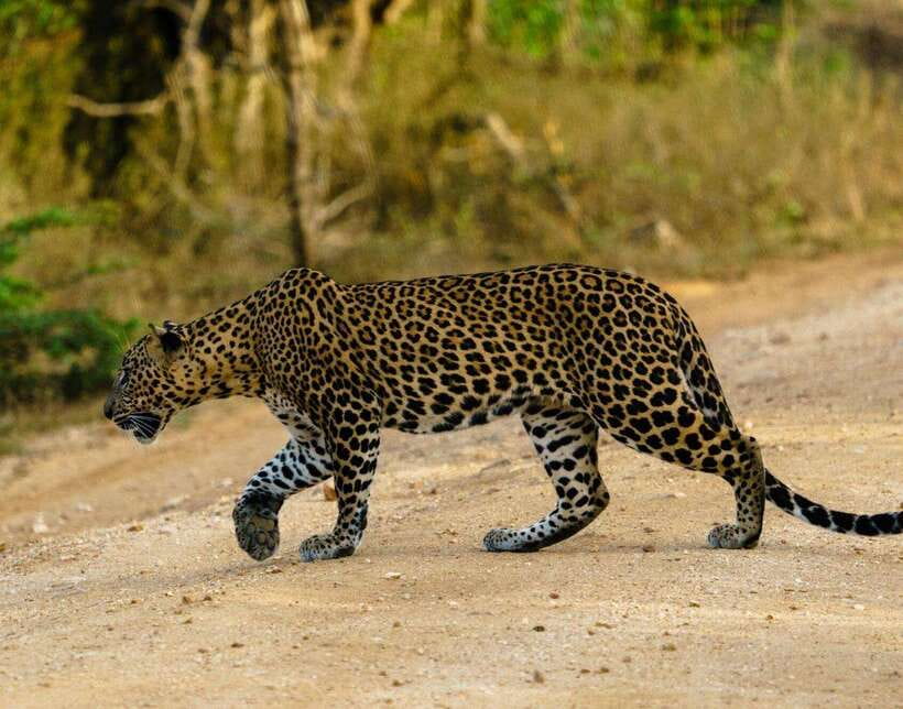 From Bentota - Yala National Park Full Day Safari Tour - Your day plan: pickup timing, long park hours, and smarter expectations