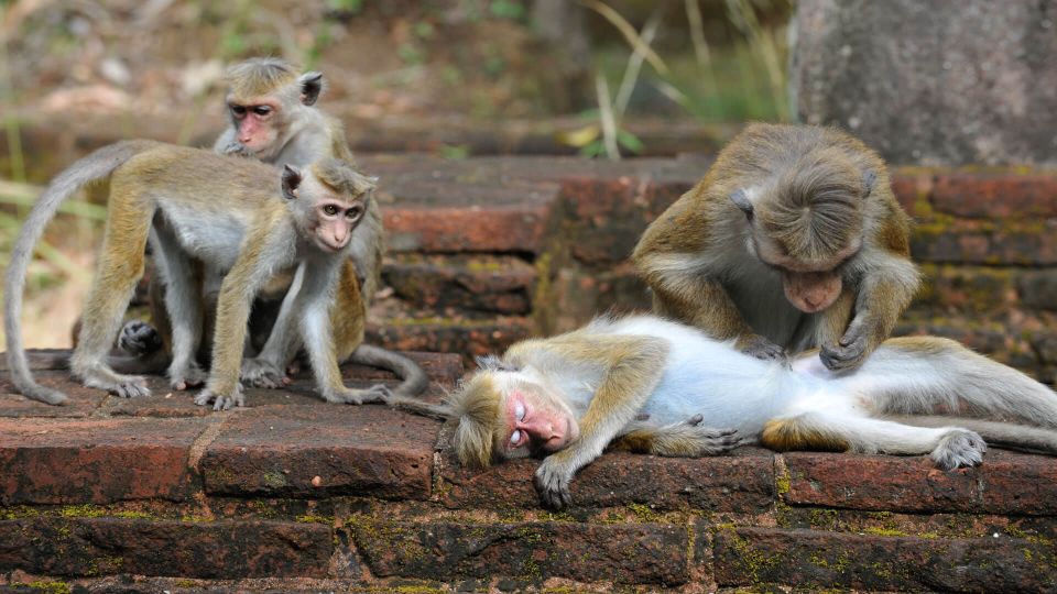 From Colombo: All Inclusive Sigiriya, Dambulla &Village Tour - Who should book this tour (and who should skip it)