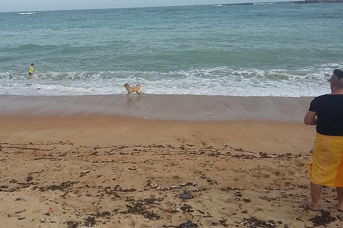 From Colombo: Full-Day Galle Tour - Sea Turtle Hatcheries: Where Galle Gets Meaningful