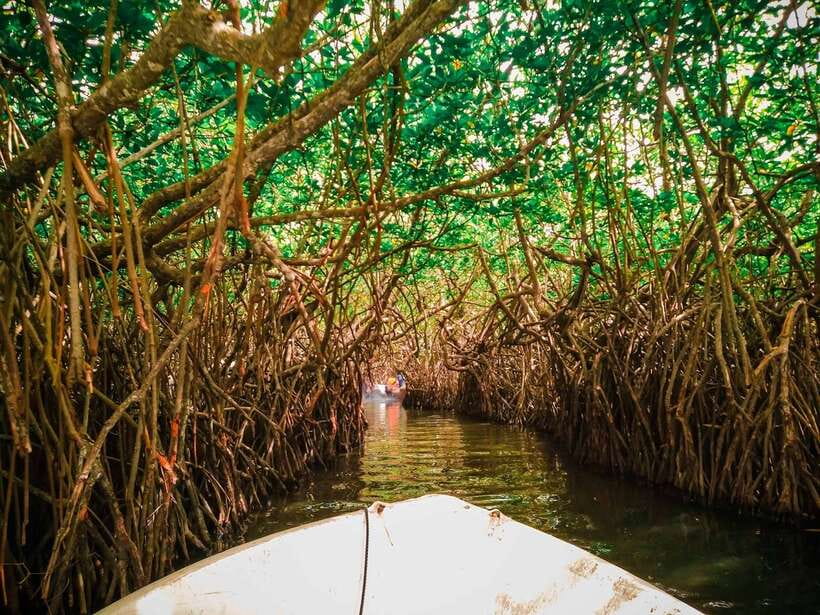 From Colombo: Galle, Bentota Coastal Highlights Private Tour - Madu Ganga River Safari: Mangroves, Waterways, and That Wetland Feeling