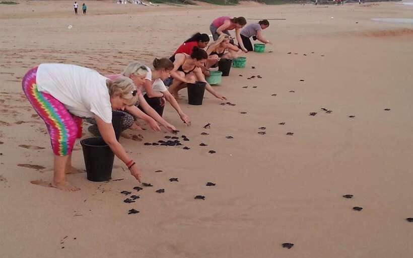From Colombo: Galle, Bentota Coastal Highlights Private Tour - Kosgoda Sea Turtle Hatchery: A Moving Conservation Stop