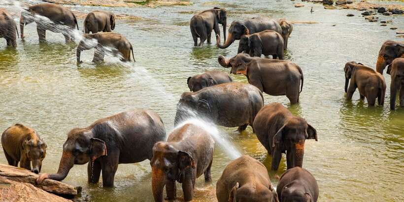 From Colombo: Kandy Full-Day Trip - Temple of the Sacred Tooth: etiquette you should respect before you step in