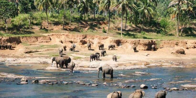 From Colombo: Kandy, Pinnawala and Tea Factory Full-Day Trip - Key highlights you’ll feel from the first stop