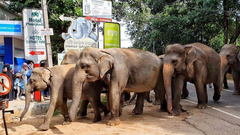 From Colombo: Kandy Temples and Pinnawala Full-Day Tour - Quick packing list and on-the-ground tips for the day