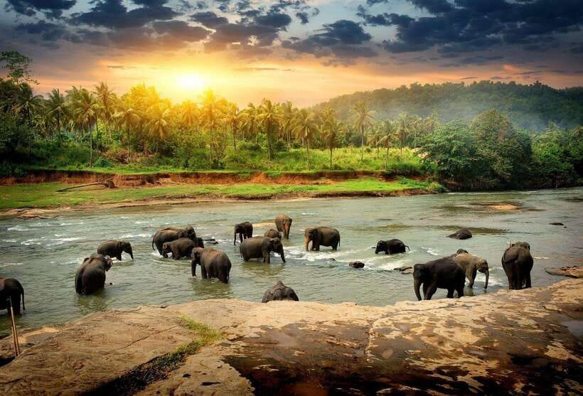 From Colombo: Kandy Temples and Pinnawala Full-Day Tour - Pinnawala maha oya river elephant bath: the morning anchor