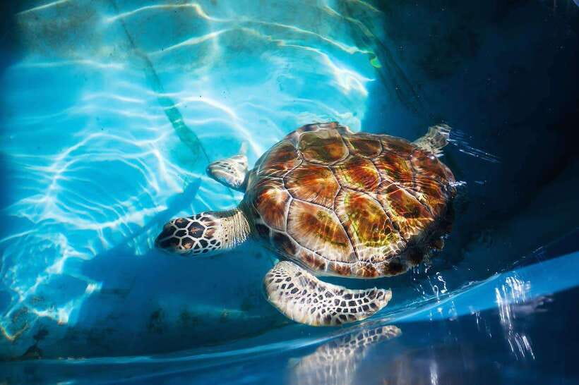 From Colombo/Negombo: Galle, Madu River, and Turtle Hatchery - Key Highlights You’ll Actually Care About